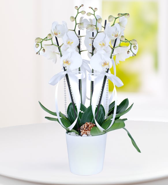 Konya 3 Dal Beyaz Phalaenopsis Orkide – Konya Usta Çiçekçi